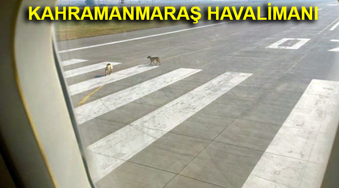 PİSTE GİREN KÖPEK SÜRÜSÜ UÇAĞI PAS GEÇİRDİ !