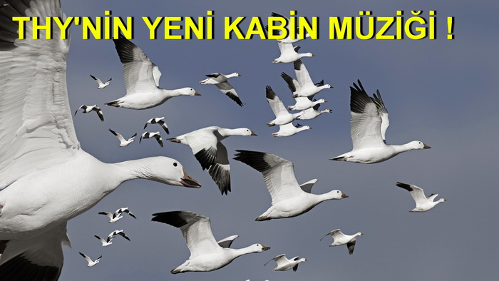 YABAN KAZLARININ MASALIMSI ŞARKISI !