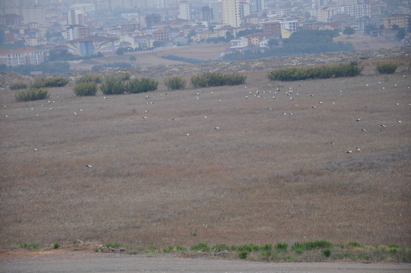 İSG’DE LEYLEKLER  PİLOTLARIN KORKULU RÜYASI