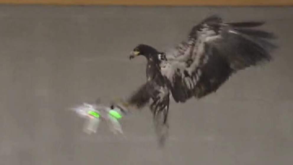 KARTALLA İHA AVI! (VİDEOLU)