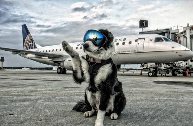 HAVALİMANINDA KUŞLARI KOVUYOR!