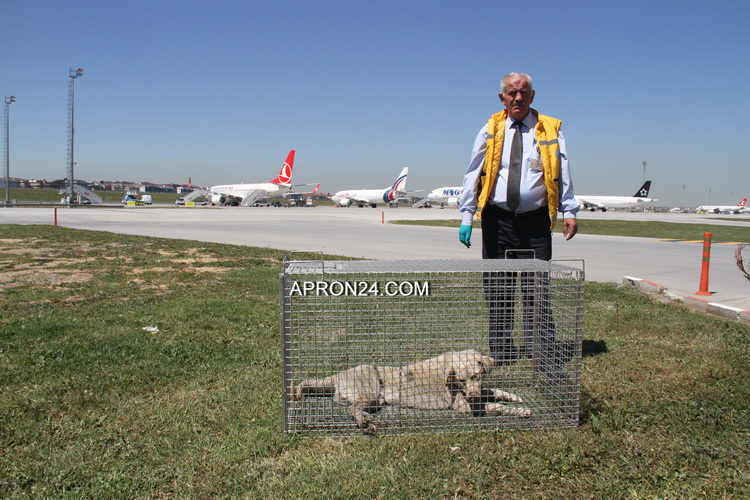 HAVA TRAFİĞİNE KÖPEK ENGELİ!