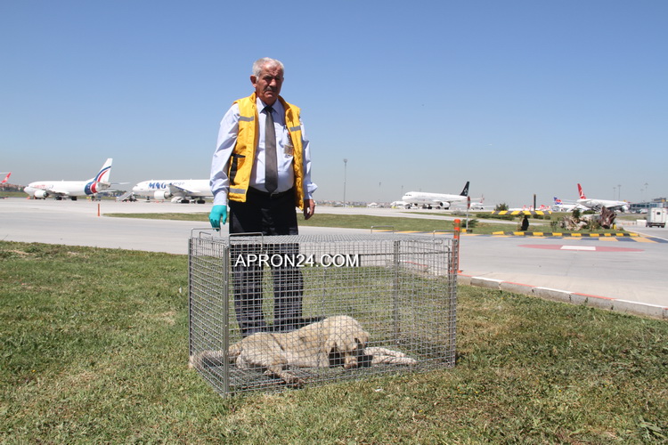 ATATÜRK HAVALİMANI’NDA KÖPEKLERLE MÜCADELE TİMİ KURULDU