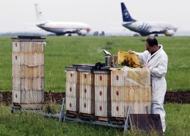 BU HAVALİMANINDA 300 BİN ARI ÇALIŞIYOR