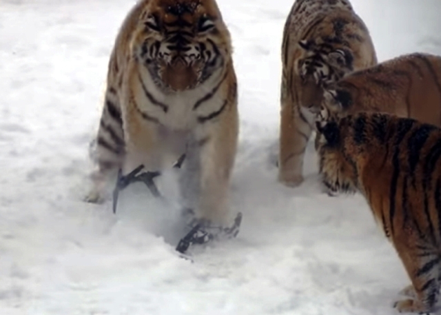 KAPLANLAR DRONE DÜŞÜRDÜ