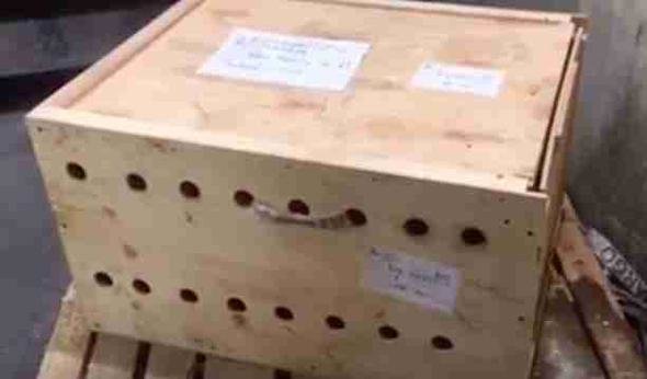 HAVALİMANINIDA  KUTUNUN İÇİNDEN ÇIKANLAR ŞOK ETTİ !