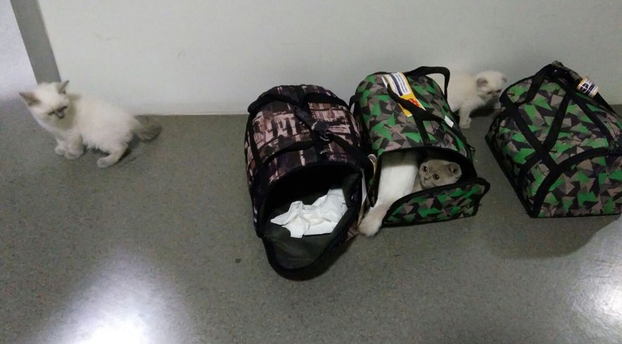 HAVALİMANINDA ‘SCOTTİSH FOLD’ OPERASYONU