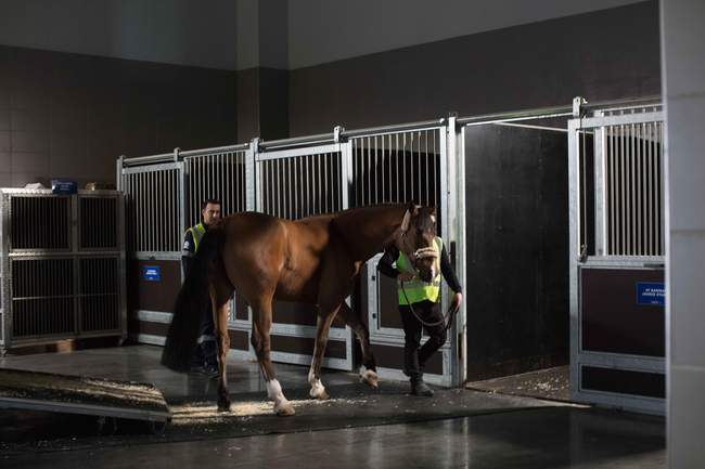 TURKİSH KARGO, ATLARI TAŞIDI!