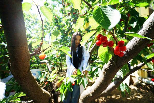 TÜRK KİRAZI TURKISH CARGO İLE DÜNYA PAZARINDA