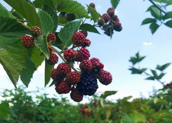 TÜRK BÖĞÜRTLENİ TURKİSH CARGO İLE DÜNYA PAZARINDA