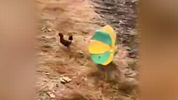 TAVUĞU PARAŞÜTE BAĞLAYIP UÇAKTAN ATTILAR(VİDEOLU)