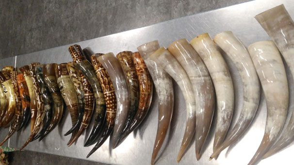 ATATÜRK HAVALİMANI’NDA BOYNUZ OPERASYONU!