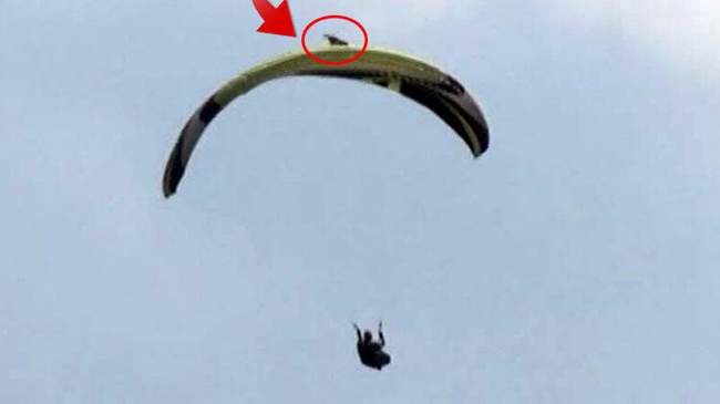 PARAŞÜTÇÜYE HAVADA ŞAHİN SALDIRDI!