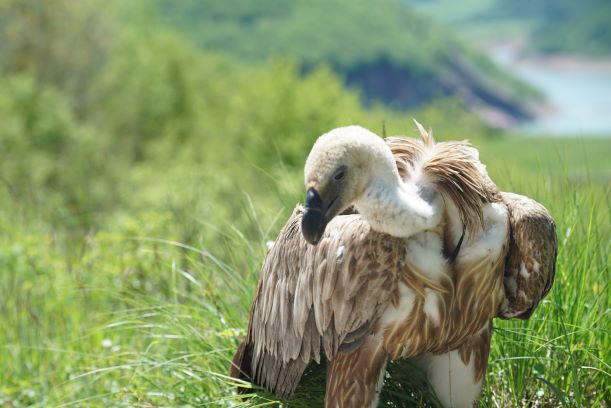 THY KIZIL AKBABA’YI VATANINA ULAŞTIRDI!