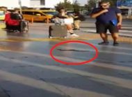 HAVALİMANINDA YILAN PANİĞİ !