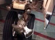 UÇAĞIN İNİŞ TAKIMLARINA KUŞ SIKIŞTI! (VİDEOLU)