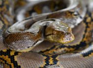 YOLCU BAVULUNDAN 88 CANLI SÜRÜNGEN ÇIKTI!