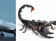 TALİHSİZ YOLCUYU UÇAKTA AKREP SOKTU!