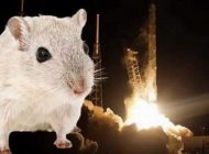 UZAY İSTASYONUNA ‘SÜPER FARE’Lİ KARGO!