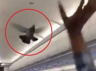 UÇAĞA GİREN GÜVERCİN UÇUŞU 30 DAKİKA ERTELETTİ (VİDEOLU)