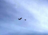 KARGA DRONE’U KUŞ SANIP, DÜŞÜRMEYE ÇALIŞTI (VİDEOLU)