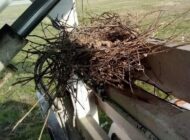 UÇAK BAKIM MERDİVENİ KUŞLARA YUVA OLDU!