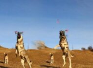 ÇOBAN KÖPEĞİ, DRONE’Yİ HAVADA PARÇALADI!