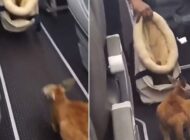 BEBEK KANGURU UÇAKTA YOLCULARLA SEYAHAT ETTİ(videolu)