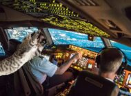 KOKPİTE GİREN KIZGIN KEDİ PİLOTLARA SALDIRDI!