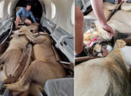 200 KİLOLUK ÜÇ ASLANLA AYNI UÇAKTA…