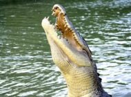 SUDAN FIRLAYAN TİMSAH HAVADA DRONE YAKALADI