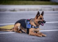 TAV, K9 KÖPEKLERİYLE COVİD-19 KONTROLÜ YAPACAK