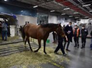 TÜRKİSH CARGO, 63 TANE ATI TÜRKİYE’YE TAŞIDI