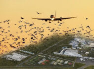 AHD’DEKİ AĞAÇLANDIRMA KUŞ ÇARPMASI RİSKİNİ ARTTIR MI?