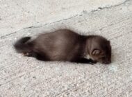 HAVALİMANINDA BULUNAN YAVRU SANSAR TEDAVİ ALTINA ALINDI