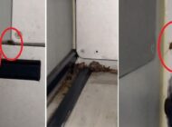 INDIGO’DAN HAMAM BÖCEĞİ ÖZÜRÜ