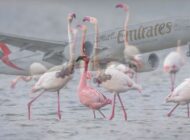 UÇAĞA ÇARPAN FLAMİNGOLAR ÖLDÜ