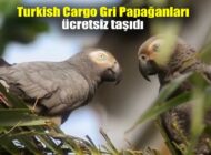 GRİ PAPAĞANLAR ÖZGÜRLÜĞÜNE TURKİSH CARGO İLE UÇTU