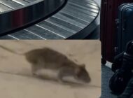 HAVALİMANI’NI FARELER BASTI