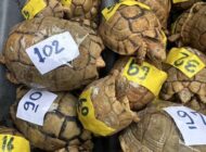 YOLCUNUN BAGAJINDAN ÇIKTI