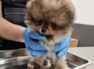 YOLCUNUN ÇANTASINDAN ÇIKTI!