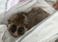 VÜCUDUNA SAKLADIĞI HAYVANLARLA UÇAĞA BİNMEK İSTEDİ