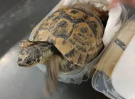 YOLCUNUN VALİZİNDEN ÇIKTI