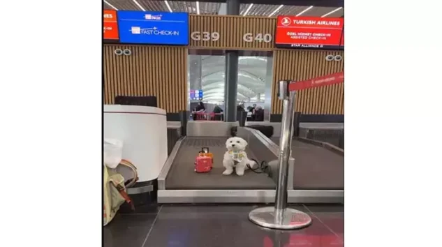 TOFU’NUN İSTANBUL HAVALİMANI DENEYİMİ