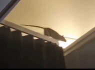 UÇAKTA FARE PANİĞİ