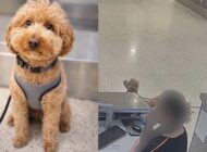 KÖPEĞİNİ HAVALİMANI’NDA TERK ETTİ