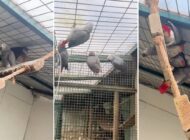 YOLCU VALİZİNDEN 20 PAPAĞAN ÇIKTI