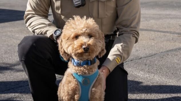 TERK EDİLEN SEVİMLİ KÖPEĞİN HİKAYESİ MUTLU SONLA BİTTİ