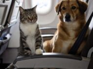 YUNANİSTAN’DAN İLGİNÇ TAHLİYE SEFERİ