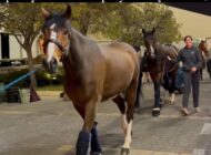 KATAR’DA MAHSUR KALAN ATLAR TAHLİYE EDİLDİ